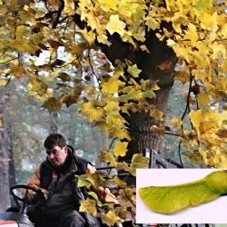 Semena sokolovských javorů jsou vhodná k reprodukci