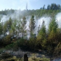 Šemnice: Požár lesního porostu likvidovalo pět jednotek hasičů