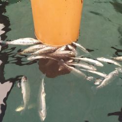 Šindelová: Úhyn ryb v sádkách