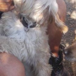 Skalná: Hledá se fenka křížence kokršpaněla. Neviděli jste jí? 