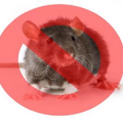 Sokolov: Proč město zavádí plošnou deratizaci?