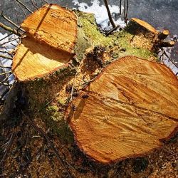 Sokolov: Bez svolení vykácel několik stromů