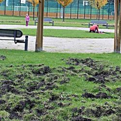 Sokolov: Divočáky budou zahánět ultrazvukové odpuzovače