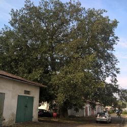 Sokolov: Dub u chemičky se stal památným stromem