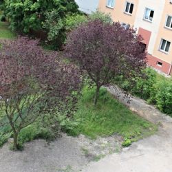 Sokolov: Dva stromy přežily přesun ke Čtyřce 