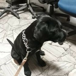 Sokolov: Dva ztracení pejsci. Hledají se majitelé