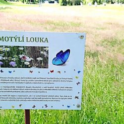 Sokolov: Hmyzáci mají ve městě hotely i své louky