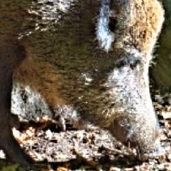 Sokolov: Jak vyhnat divočáky z města? Úkol téměř nadlidský