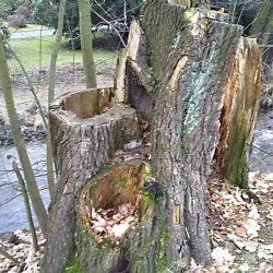 Sokolov: Kam se vydat na houby?