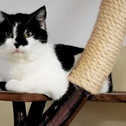 Sokolov: Kočky z útulku dostaly nadílku od MŠ Kosmonautů