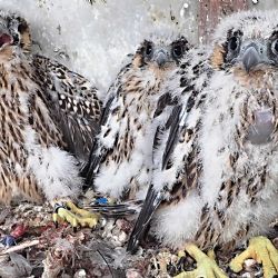 Sokolov: Město má svůj živý symbol ukrytý na komíně