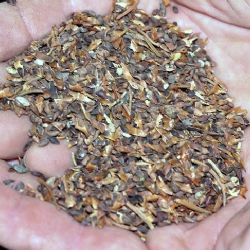 Sokolov: Město má unikátní dřeviny vhodné k reprodukci