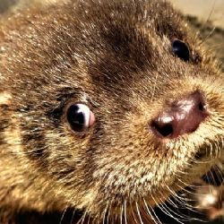 Sokolov: Město podpoří Droseru dotací ve výši 50 tisíc