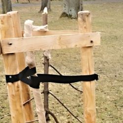 Sokolov: Mladý kaštan neměl šanci. Postaral se o něj vandal