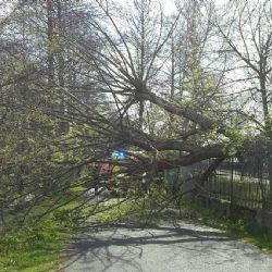 Sokolov: Na ženu a dvě malé děti spadl strom