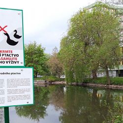 Sokolov: Nekrmte kachny, škodíte jim a množí se hlodavci