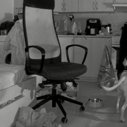 Sokolov: Pes bez dozoru zapnul sporák. V bytě začalo hořet