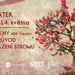 Sokolov: Přijďte na Den matek zasadit strom mateřství