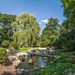 Sokolov: Ročně je ve městě vysazeno několik desítek stromů 