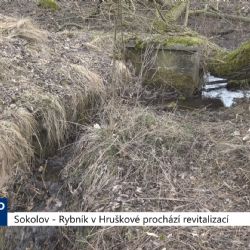Sokolov: Rybník v Hruškové prochází revitalizací (TV Západ)