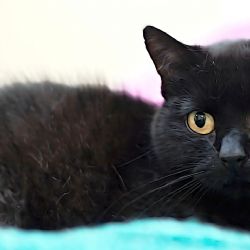 Sokolov: Spolek Láskou ke kočkám dostane 200 tisíc