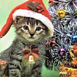 Sokolov: Spolek Láskou ke kočkám zve na vánoční setkání