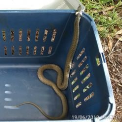 Sokolov: Strážníci chytali hada