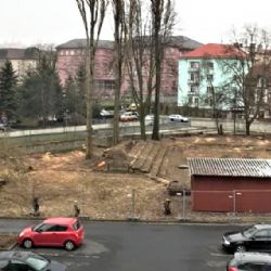 Sokolov: Stromy byly pokáceny bez povolení
