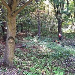 Sokolov: V lesoparku Hard pokračuje další část regenerace území