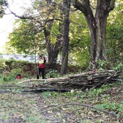 Sokolov: V městských parcích dojde na kácení rizikových stromů