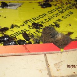 Sokolov: V prodejně potravin zjistili inspektoři nejen myší trus 