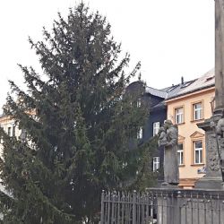 Sokolov: Vánoční stromy jsou letos z městských zdrojů