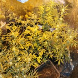 Sokolov: V bytě pěstoval na 30 rostlin konopí