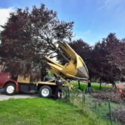 Sokolov: Vzrostlé stromy putovaly do Heyrovského ulice