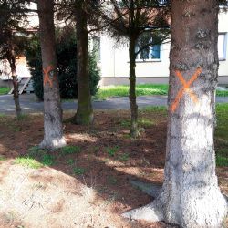 Sokolov: Z důvodu výstavby dvou cyklostezek dojde ke kácení stromů