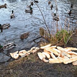 Sokolov: Za přemnožení potkanů mohou také jejich krmiči