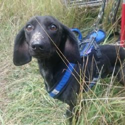 Sokolovsko: Jezevčíka uvězněného v šachtě zachránil houbař