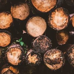 Rotava: Kradl v lese dřevo