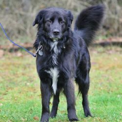 Sokolovsko: Neznáte majitele tohoto nádherného psa? 