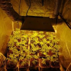 Sokolovsko: Pěstoval doma konopí