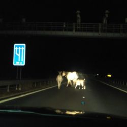 Sokolovsko: Kuriozita. Domácí zvířata na dálnici