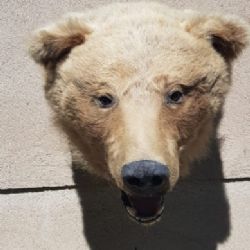 Sokolovsko: Prodával preparát hlavy medvěda