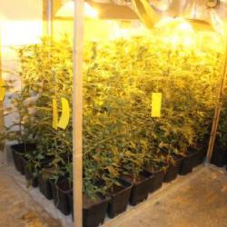 Sokolovsko: V bývalé garáži pěstoval konopí