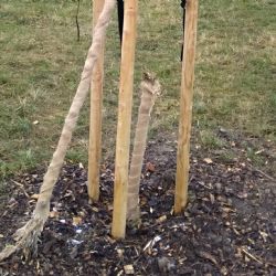 Sokolovský stromokruh poškodil vandal 