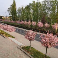 Stále ještě můžete zasílat své nominace do ankety Alej roku