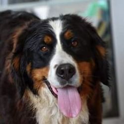 Stará Role: Hledá se fenka Bernského salašnického psa