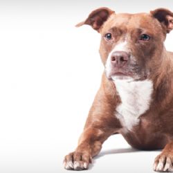 Stará Role: Nemohu do práce. Za dveřmi je agresivní pitbull