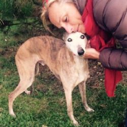 Stará Role: Ztratil se pes. Neviděli jste ho?