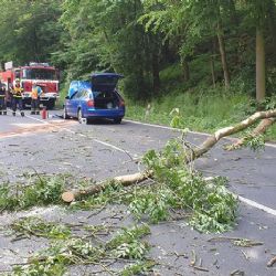 Stráž nad Ohří: Osobní vozidlo narazilo do padlého stromu na silnici