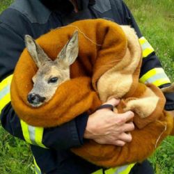 Svatava: Hasiči zachránili tonoucí se srnu